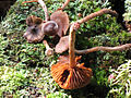 Cortinarius flexipes