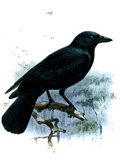 New Caledonian crow species of crow