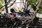 Миниатюра для Файл:Corvus cornix nest 10 days.JPG