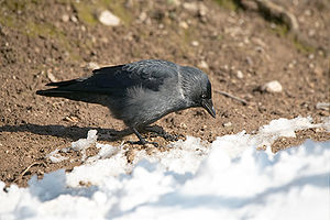 Likfögel (Corvus monedula)


LC - least concern (ei trüüwet)