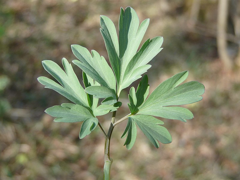 File:Corydalis cava leaf (11).jpg