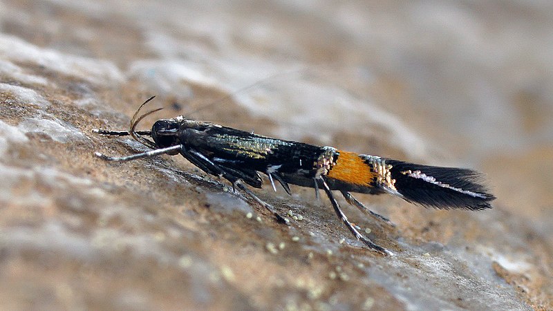 File:Cosmopterix orichalcea (48001862827).jpg