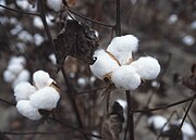 Bolas de algodón listas para la cosecha