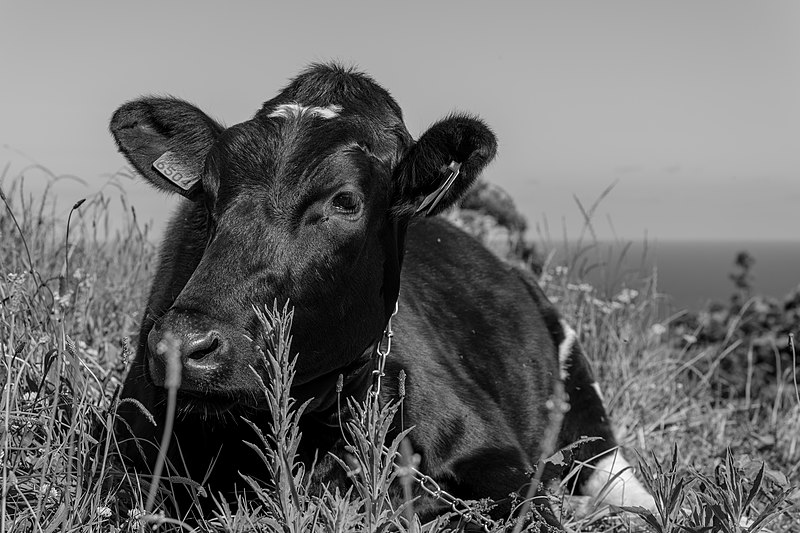 File:Cow lying down, São Miguel Island, Azores, Portugal (PPL3-Altered)-3.jpg