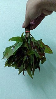 <i>Cratoxylum formosum</i> Species of tree