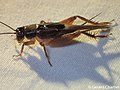 Cricket (Trigonidiidae) - 48557996407.jpg