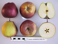 Cross section of Grvena Lepogvetka, National Fruit Collection (acc. 1975-177) .jpg