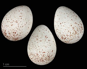 Cyanistes Caeruleus: Taxonomía, Descripción, Distribución xeográfica