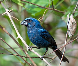 Ultramarine grosbeak Species of bird