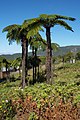 Cluster of Cyathea glauca in a geranium (Pelargonium graveolens) field, on Réunion island