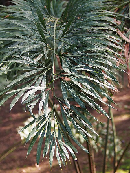 File:Cycas debaoensis Sagowiec 2023-02-24 03.jpg