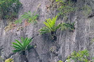 <i>Cycas tropophylla</i> Species of cycad