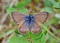 Papillon aux ailes ouvertes, brun devenant bleu au centre.