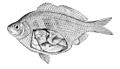 Femella de Cymatogaster aggregata (il·lustració del 1906)
