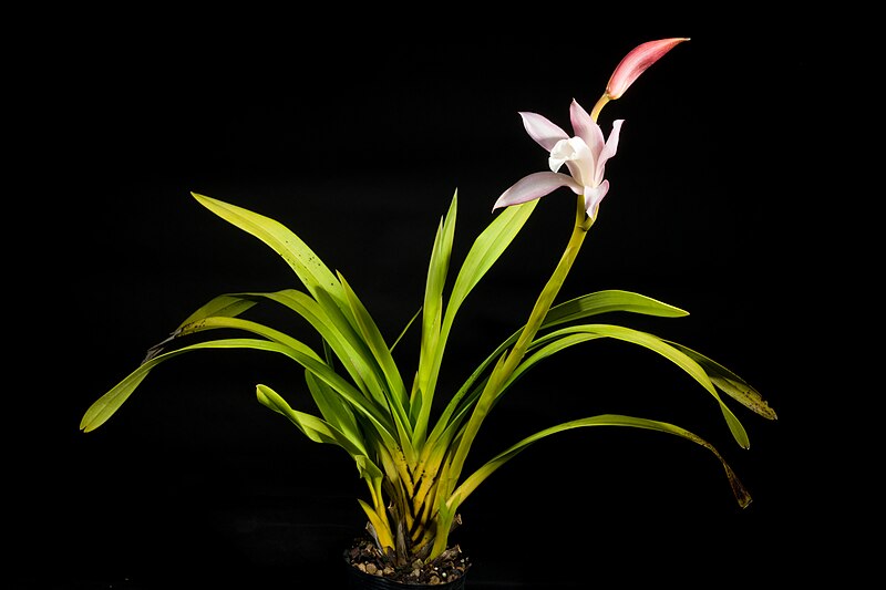 File:Cymbidium sp. Laos 20240322 181232.jpg