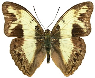 <i>Cymothoe indamora</i> Species of butterfly