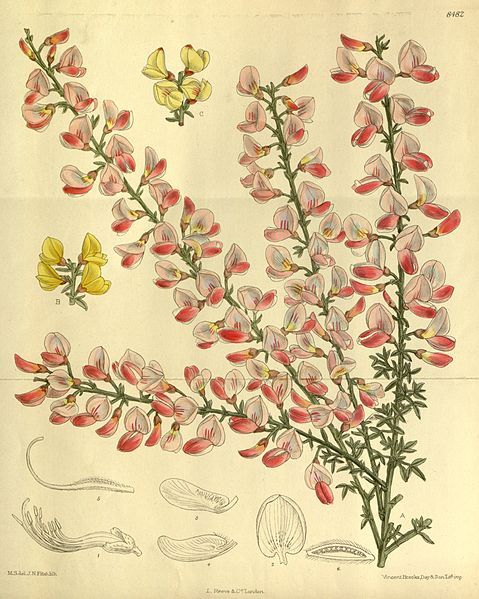 File:Cytisus × dallimorei 139-8482.jpg