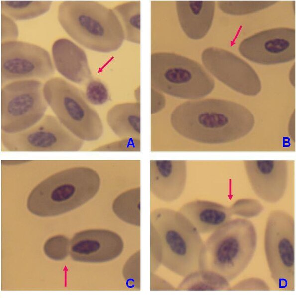 File:Cytological abnormalities in peripheral blood erythrocytes of penguins Pygoscelis papua 5.jpg