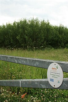 DEFRA Energy Crops scheme plantation - geograph.org.uk - 848101.jpg