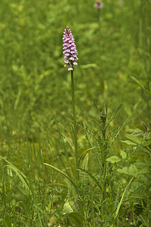 <i>Dactylorhiza maculata</i> Species of flowering plant in the orchid family Orchidaceae