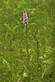 * Nomination Heath Spotted Orchids (Dactylorhiza maculata) --LC-de 14:24, 18 June 2011 (UTC) * Promotion  Support QI & Useful --Archaeodontosaurus 13:55, 19 June 2011 (UTC)