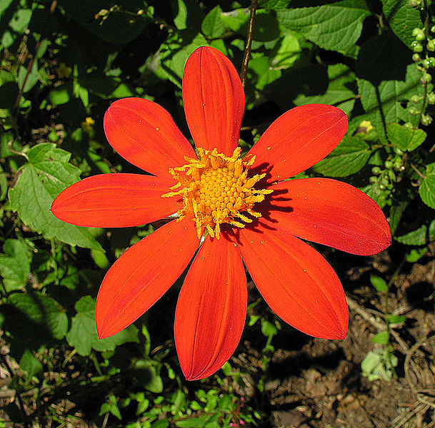 File:Dahlia coccinea, the Red Dahlia (9450014546).jpg