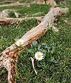 Image 852Daisies near Cockspur coral tree (Erythrina crista-galli) roots, Jardim da Praça de Londres, Lisbon, Portugal