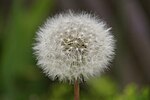 Thumbnail for File:Dandelion clock, Baltasound - geograph.org.uk - 1901934.jpg