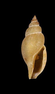 <i>Daphnella reticulosa</i> species of mollusc