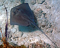 Dasyatis americana (południowa płaszczka) (San Salvador Island, Bahamy) 7 (16152781622).jpg