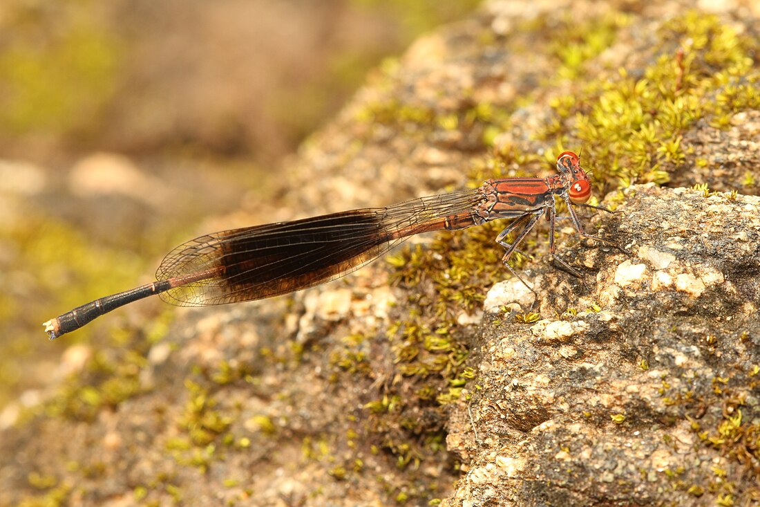 Disparoneura quadrimaculata