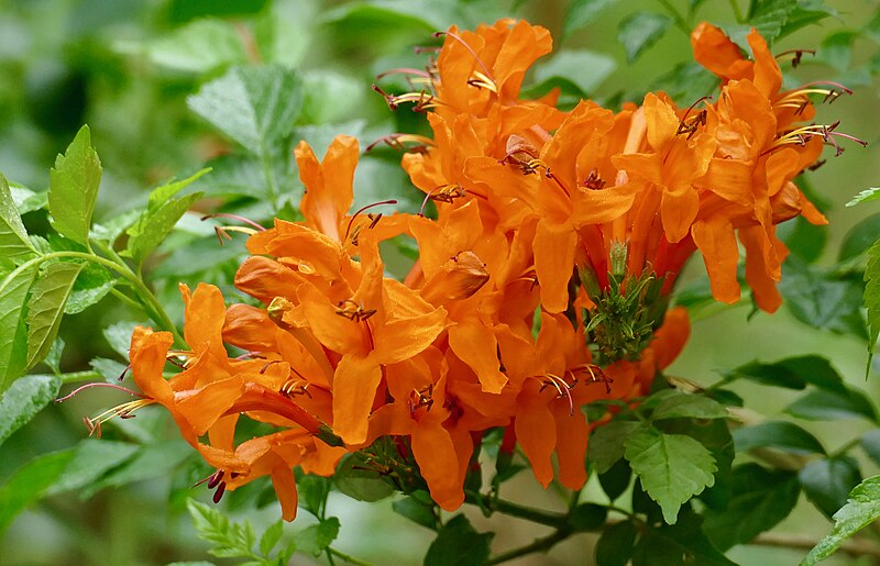 File:Day 20 Cape Honeysuckle (Tecomaria capensis) orange flowers ... (53246860947).jpg