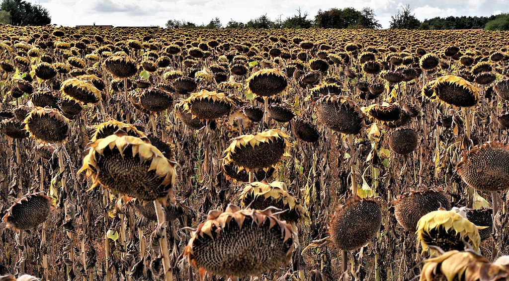 File:Dead flowers (37059070316).jpg - Wikimedia Commons