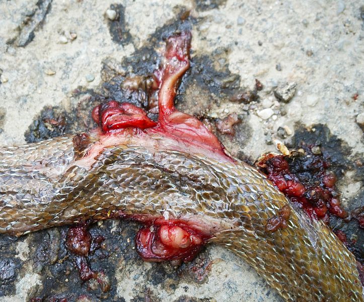 File:Dead snake 2.jpg