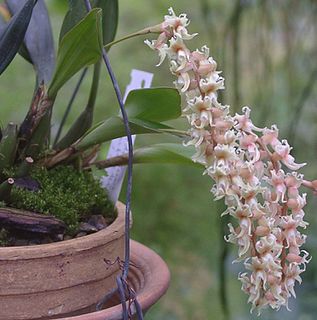 <i>Dendrochilum anfractum</i> Species of orchid