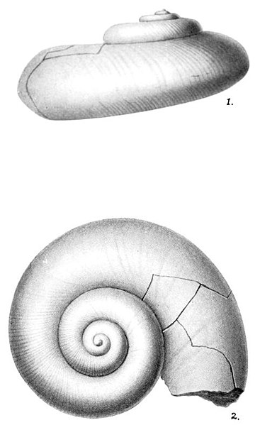 File:Descriptions of Some New Species of Devonian Fossils Plate 3.jpg