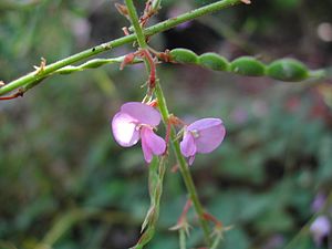 Desmodium rhytidophyllum flower5 (10752869044).jpg