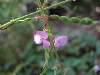 <i>Maekawaea</i> Genus of flowering plants