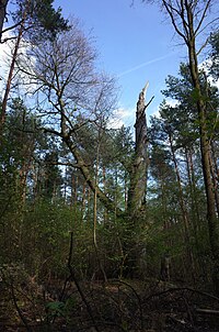 Dessau-Roßlau, European beech Königendorf.jpg