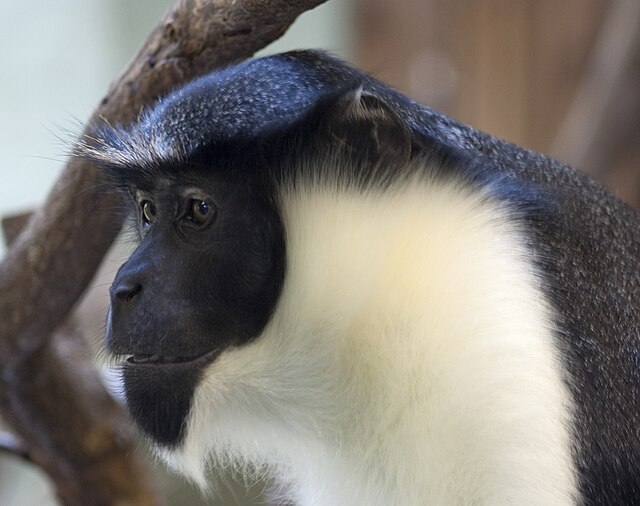 Diana monkeys produce alarm calls that differ based on caller, threat type, and habitat.