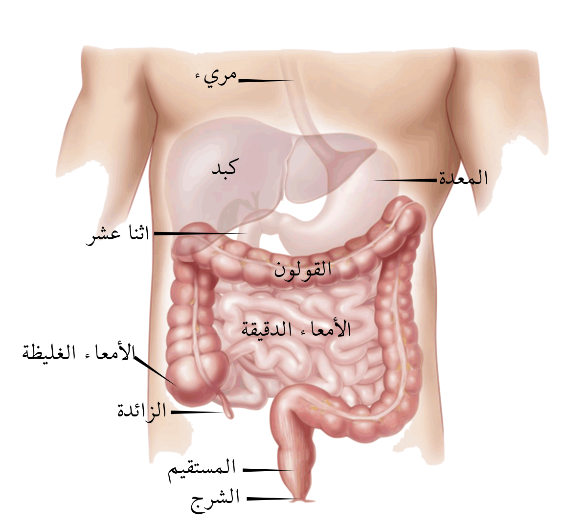 جسم الانسان من الداخل الجهاز الهضمي