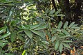 Diospyros bourdillonii 03.JPG