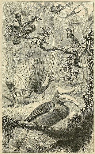 A MALAYAN FOREST, WITH ITS CHARACTERISTIC BIRDS.