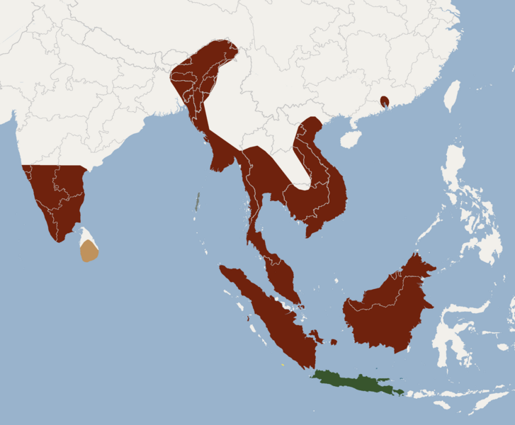 File:Distribution of Cynopterus brachyotis.png