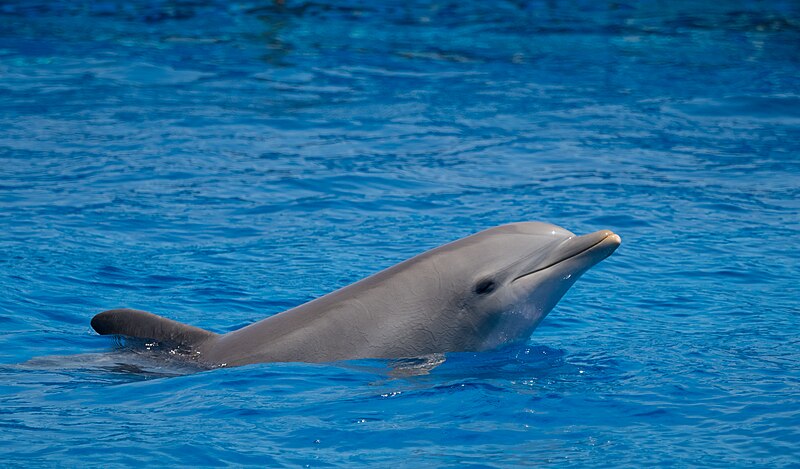 File:Dolphin (34194153163).jpg