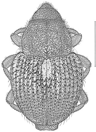 <span class="mw-page-title-main">Scleropterini</span> Tribe of beetles