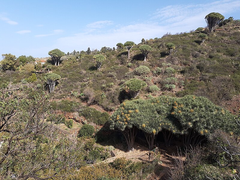 File:Dragon trees on coastal trail 130a, Buscara, La Palma.jpg