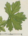 Détail d'une feuille de Geranium divaricatum.