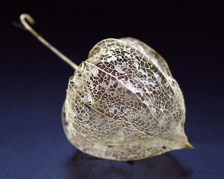 File:Dried Physalis alkekengi.jpg