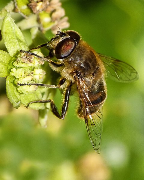 File:Drone Fly (7101549899).jpg